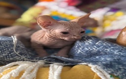 Sphynx cats for sale: Sphynx kittens full of love to give - Image 4
