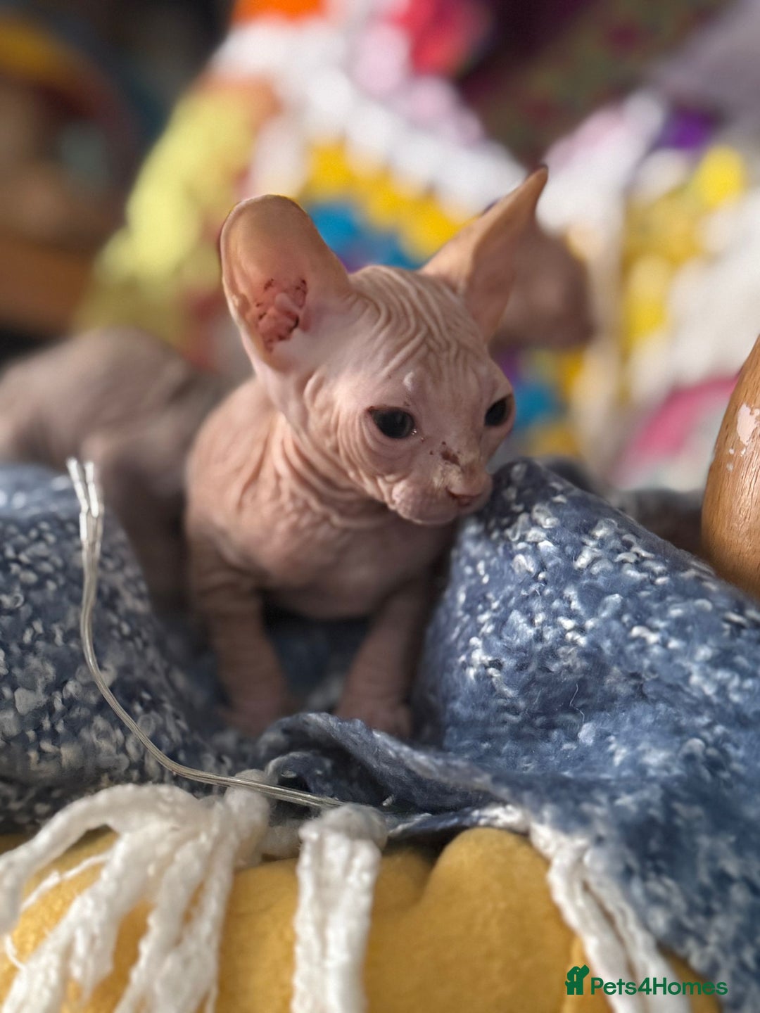 Sphynx cats for sale: Sphynx kittens full of love to give - Image 4