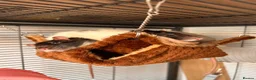 Rat rodents for sale: group of 4 friendly rats (cage+everything incl) - Advert 15