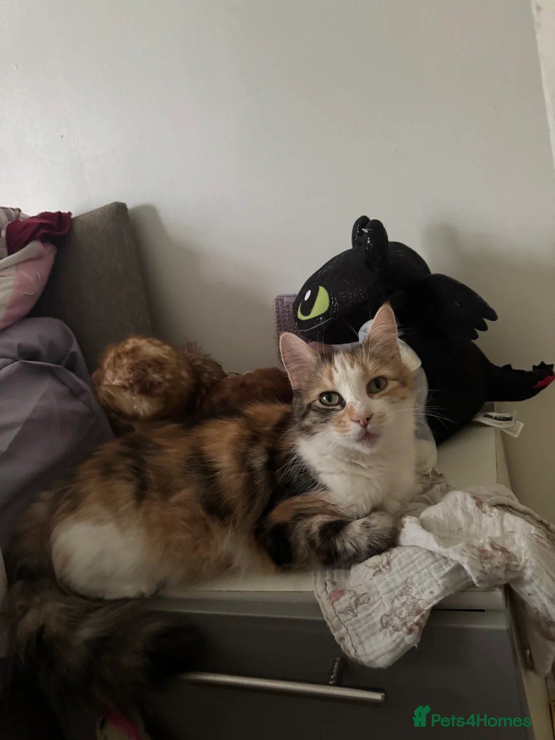 Mixed Breed cats for sale: Kittens for sale in Norwich - Advert 4