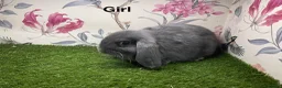Mini Lop rabbits for sale: Mini lop male and female rabbits  - Advert 5
