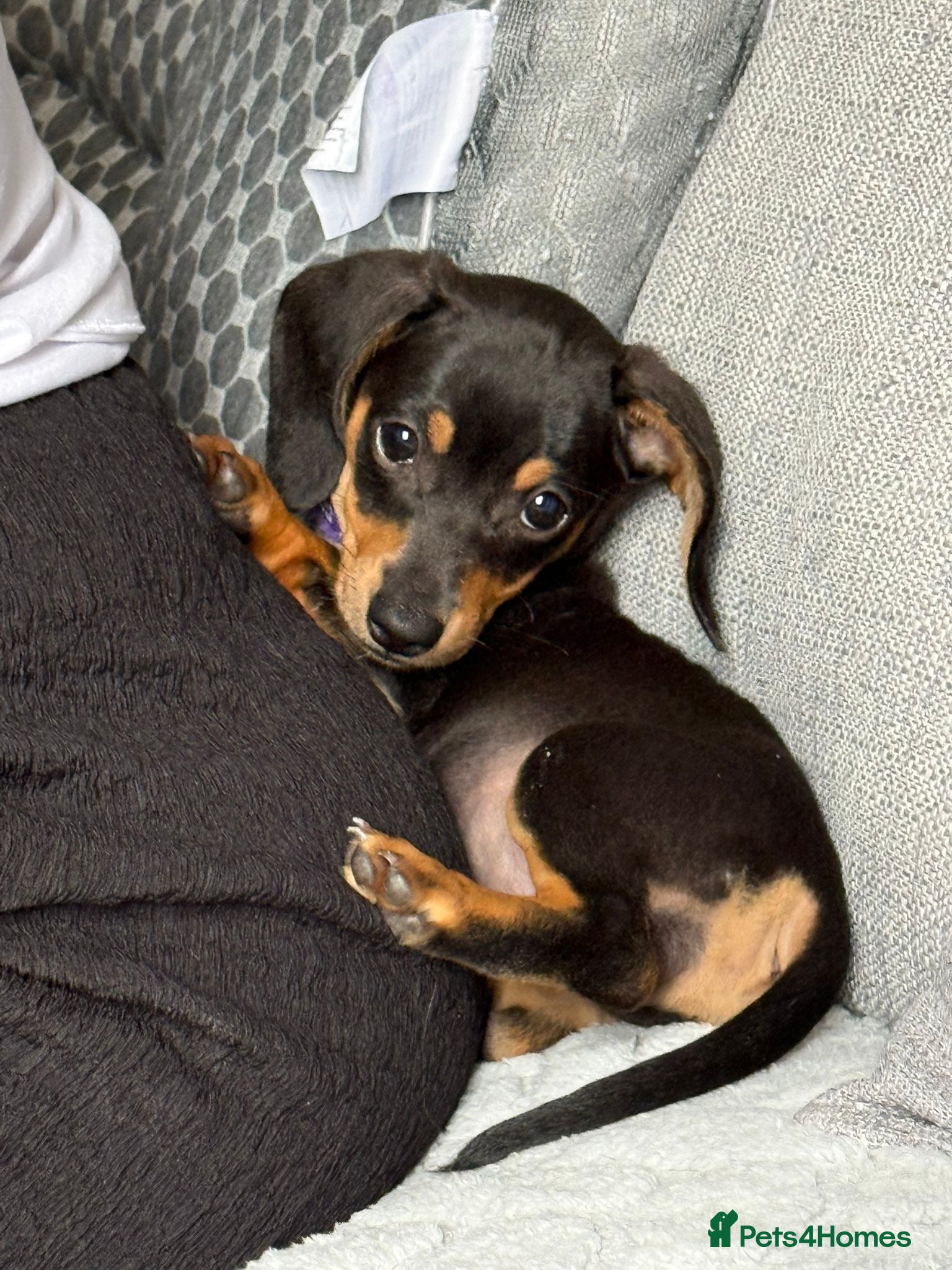 Dachshund dogs dachshund puppy  - Advert 9