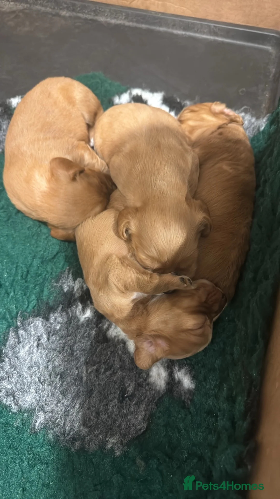 Cocker Spaniel dogs for sale: Working cocker spaniel puppies  in Southampton - Advert 6