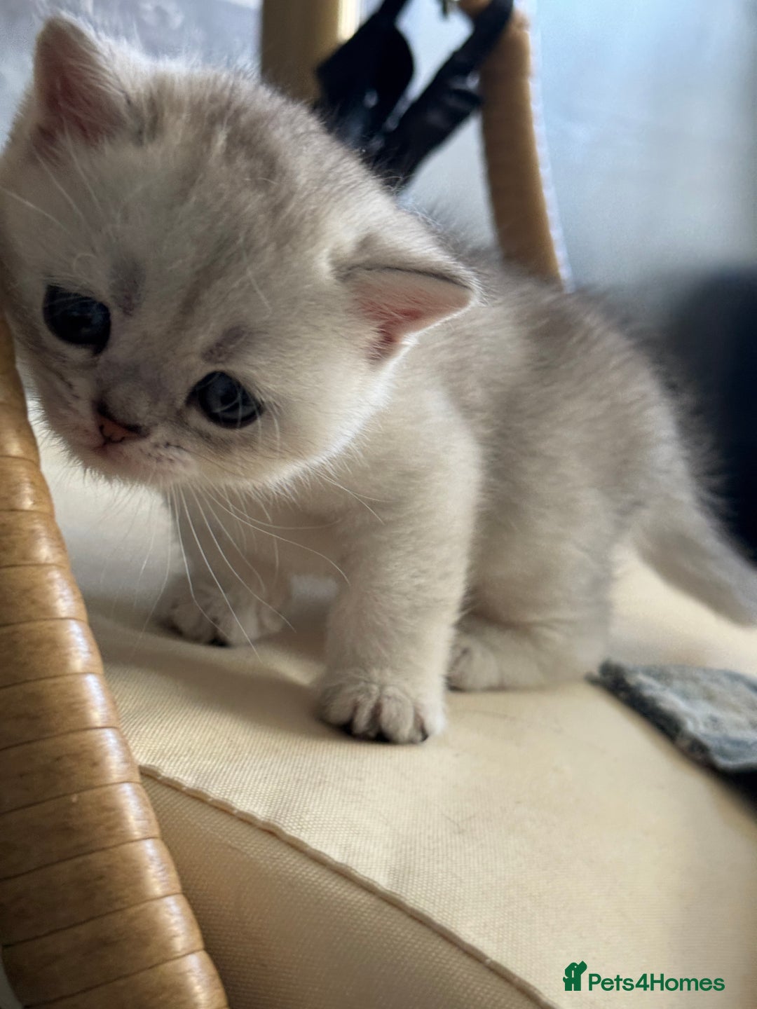British Shorthair cats for sale: 2 Outstanding BSHLitter Chinchilla &Classic Lines) - Advert 12