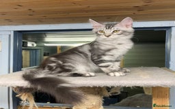 Maine Coon cats for sale: 2 Maine Coon Boys Ready To Go! - Image 1