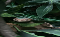 Gecko reptiles for sale: Harlequin Tricolour Crested Gecko + Large Tank - Advert 10