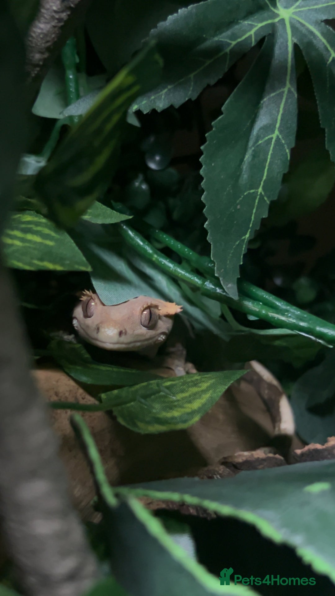 Gecko reptiles for sale: Harlequin Tricolour Crested Gecko + Large Tank - Advert 10