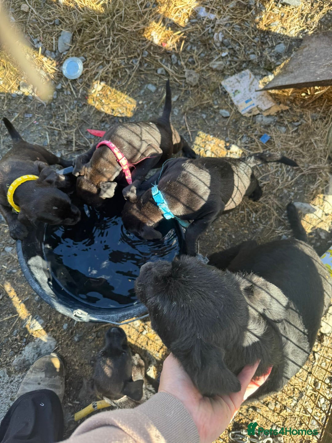 Patterdale Terrier dogs for sale: Pretty Patterdale Puppies  - Image 4