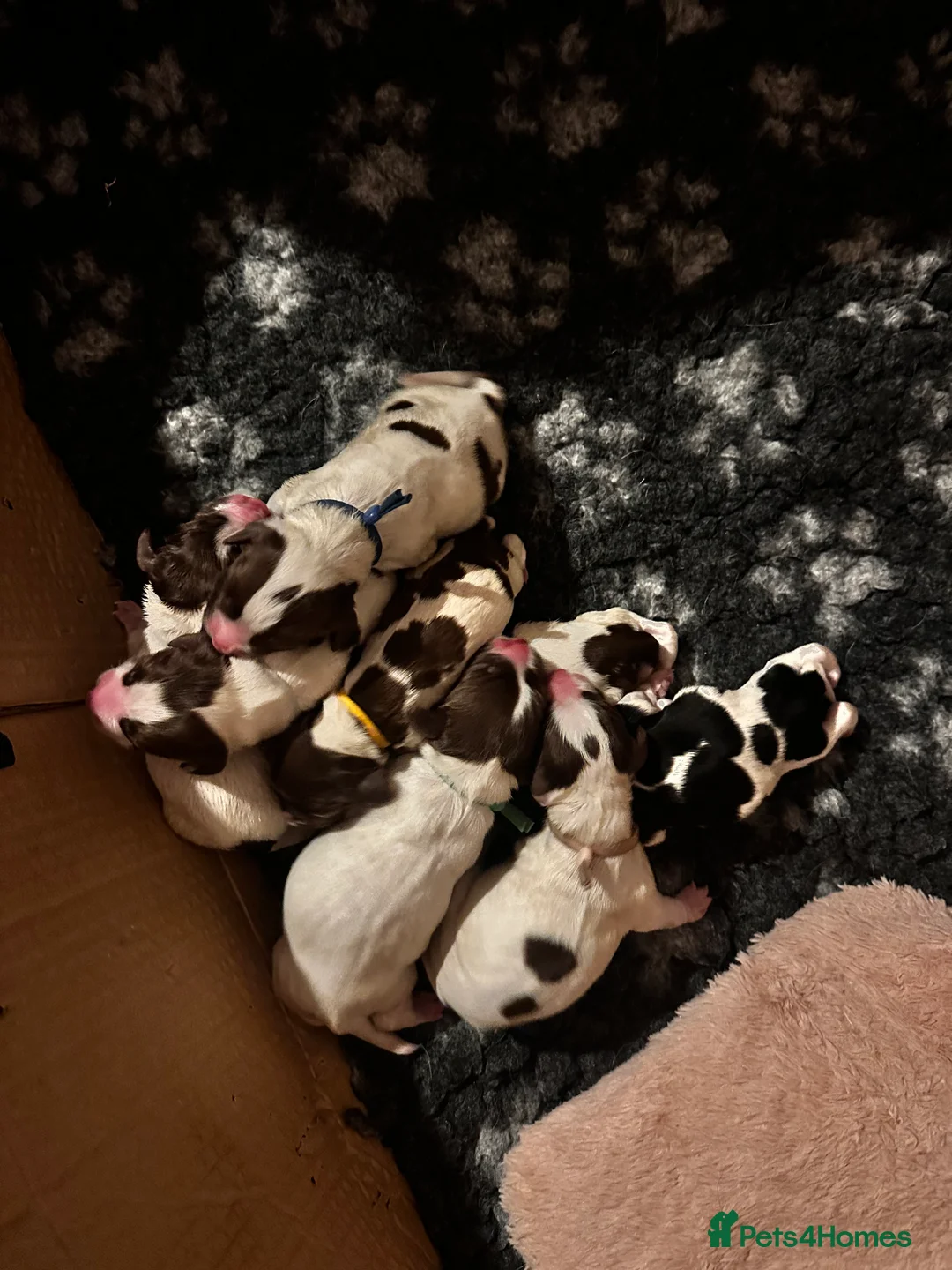 English Springer Spaniel dogs for sale: Gorgeous Working Springer Spaniel Pups! - Advert 25