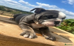 English Bulldog dogs for sale: English bulldog puppies - Image 4