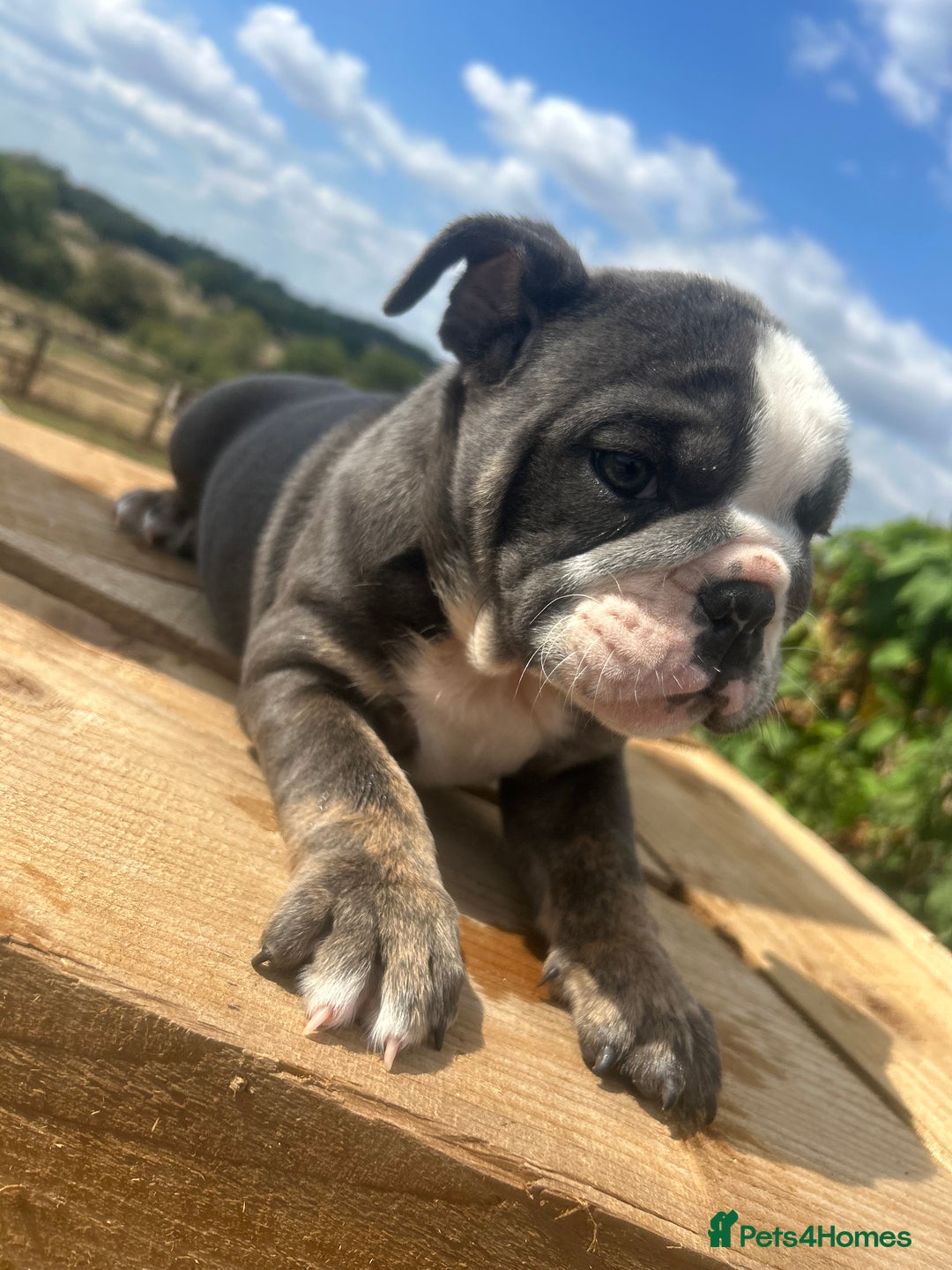 English Bulldog dogs for sale: English bulldog puppies - Image 4