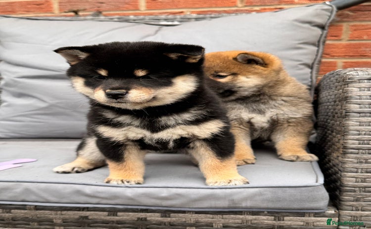 Japanese Shiba Inu dogs - Advert 1
