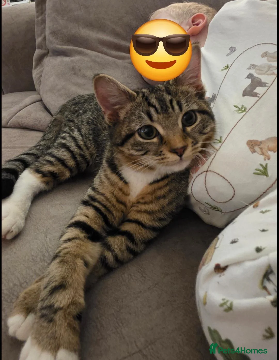 Mixed Breed cats for sale: Gorgeous 10 month old female tabby in Leeds - Advert 1