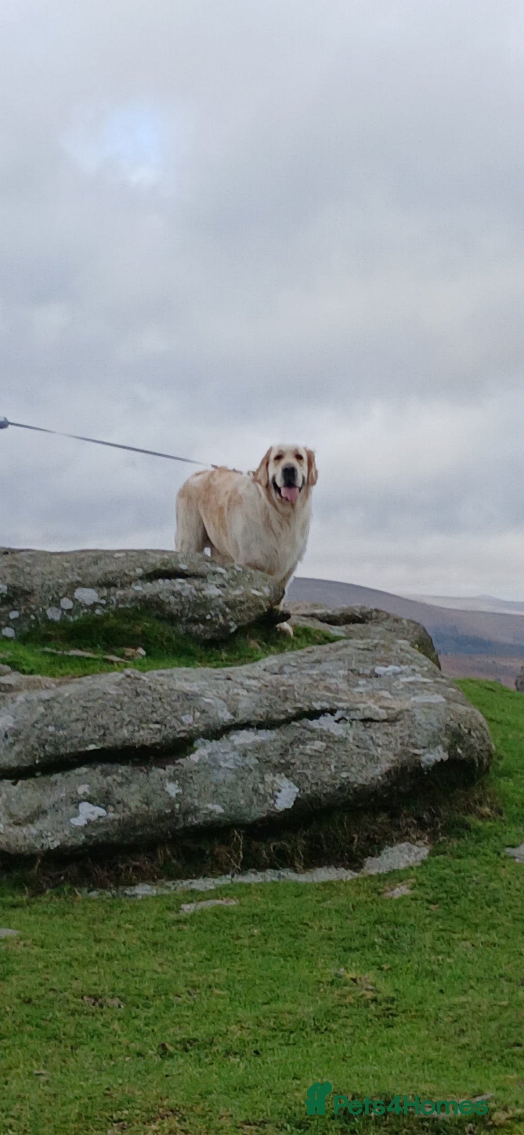 Golden Retriever dogs for sale: ❤️ lonely heart ad 🤎 - Advert 2