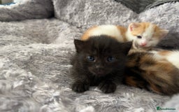 Mixed Breed cats for sale: 3 mixed breed kittens available - Image 9