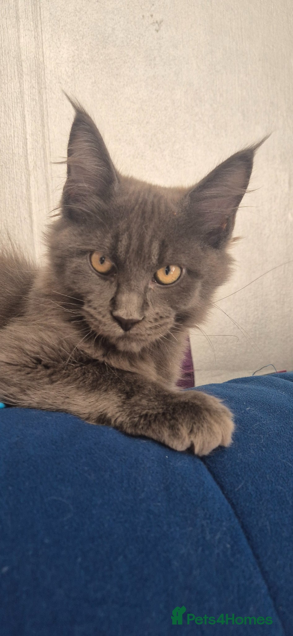 Maine Coon cats Maine Coon kittens TICA Boys available  - Advert 15