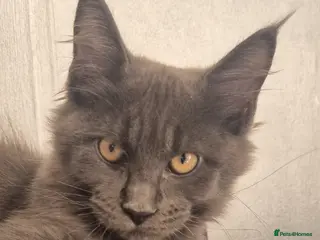 Maine Coon cats Maine Coon kittens TICA Boys available - Advert 15