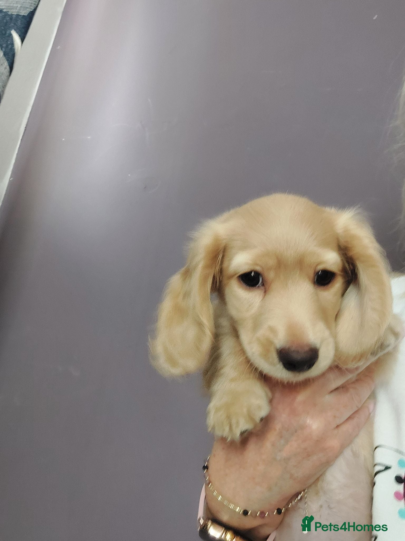 Miniature Dachshund dogs for sale: PEDIGREE CREAM LONG HAIRED MINI DACHSHUND - Advert 1