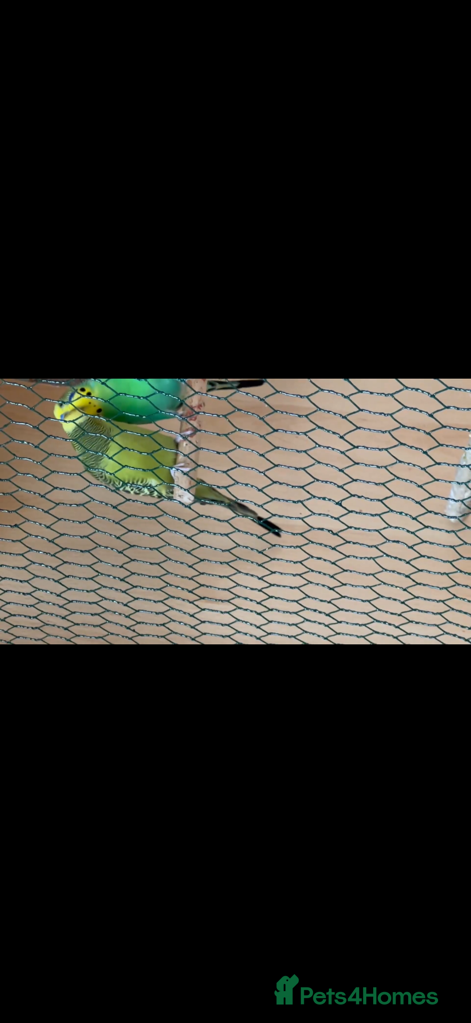 Budgerigars birds Lovely bonded pair  - Advert 1