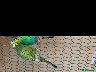 Budgerigars birds Lovely bonded pair - Advert 12