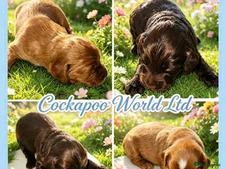 Cockapoo dogs DNA CLEAR, Stunning cockapoos, Ready 5th September - Advert 16