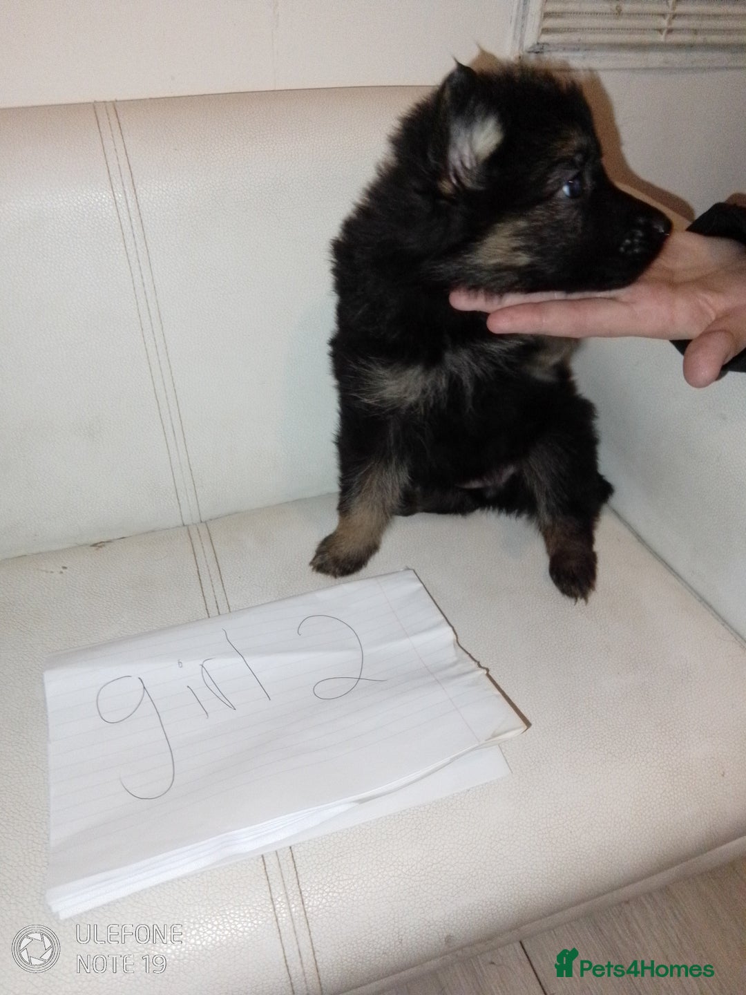 German Shepherd dogs for sale: Last female puppy - Advert 10