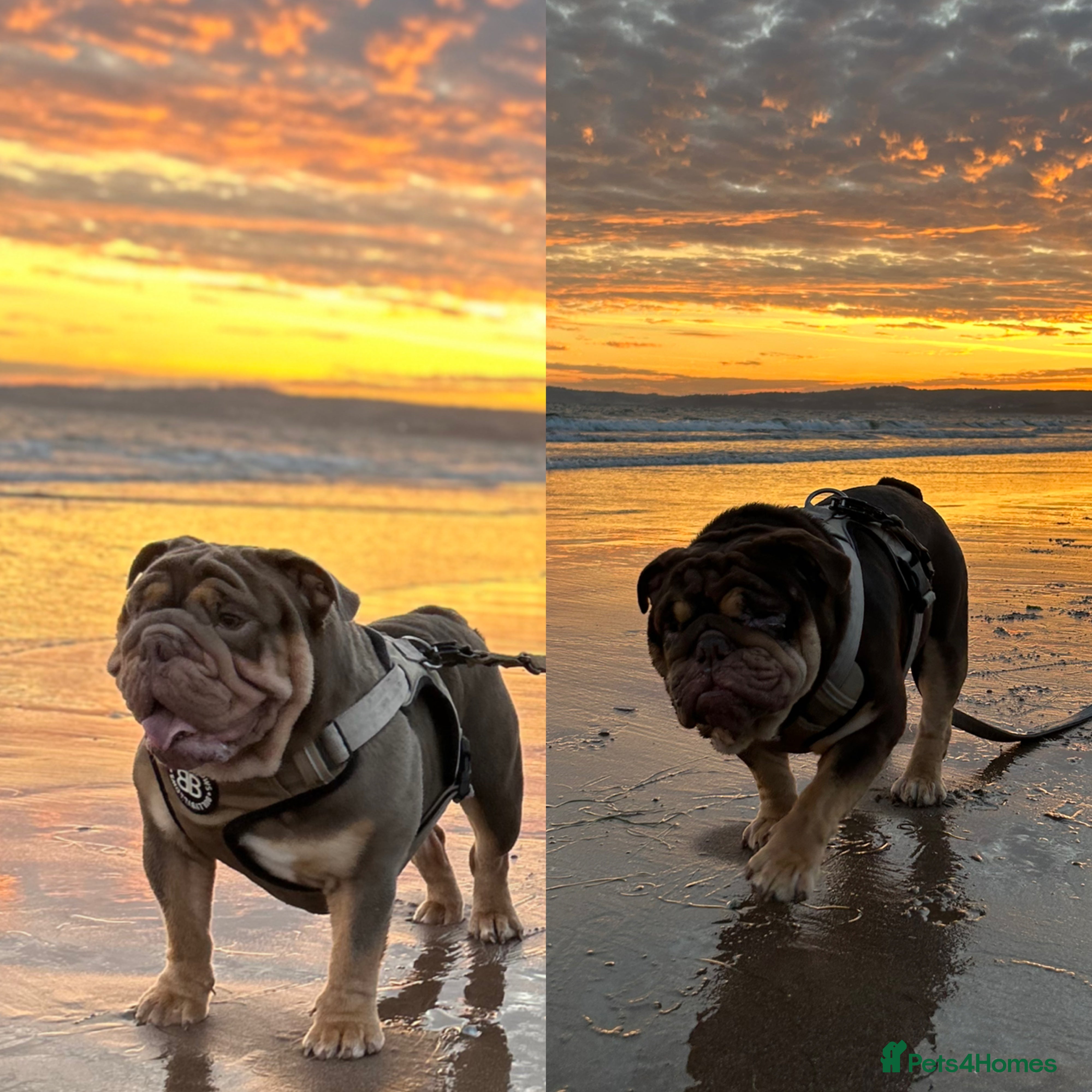 English Bulldog dogs Sons of king nemesis & epic bully (darling) in Southampton - Advert 1