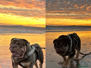 English Bulldog dogs Sons of king nemesis & epic bully (darling) in Southampton - Advert 1