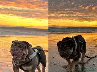 English Bulldog dogs Sons of king nemesis & epic bully (darling) in Southampton - Advert 1