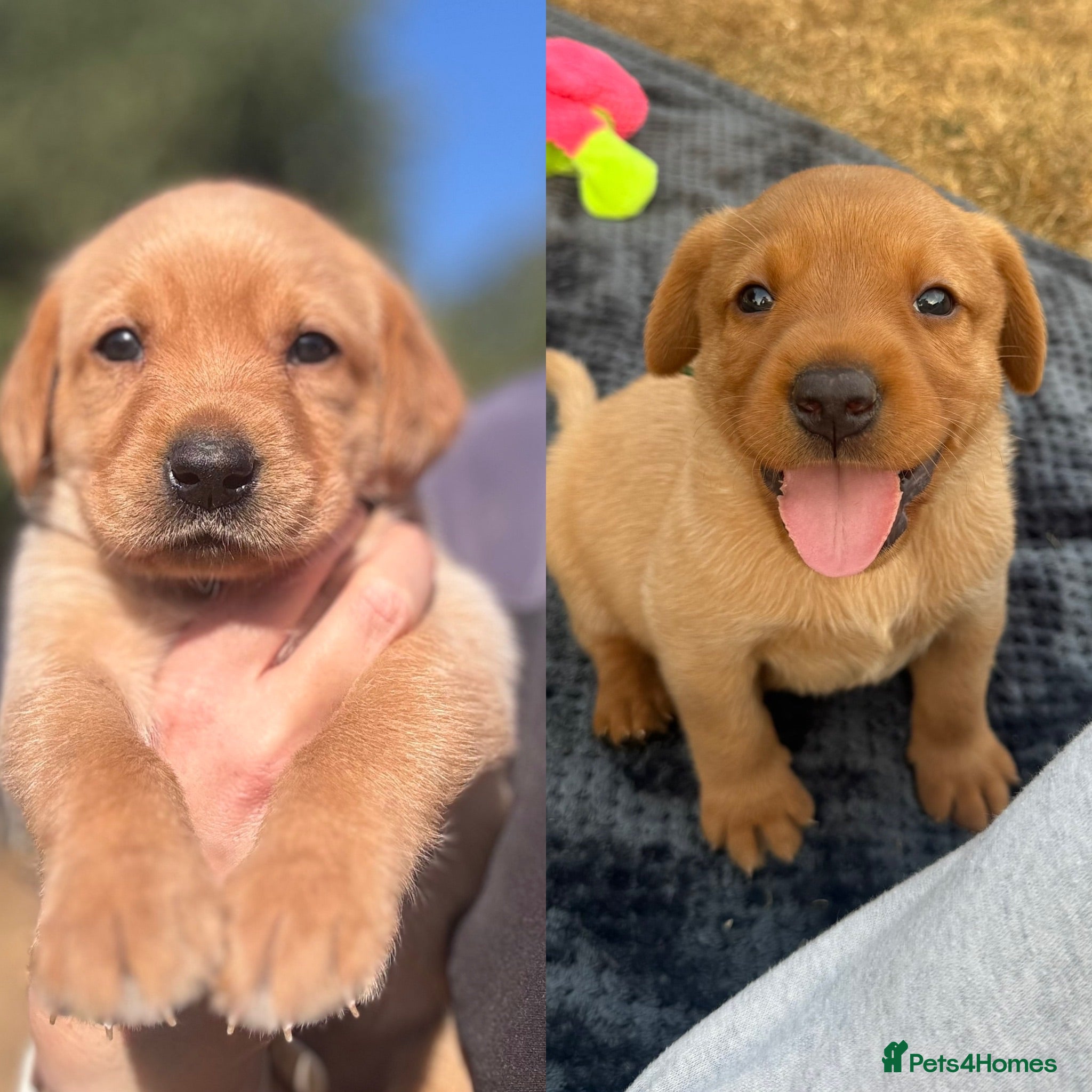 Labrador Retriever dogs Outstanding Red&Yellow Labradors,KC&health tested - Advert 1