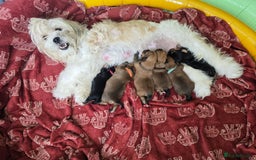 Shorkie dogs for sale: Shihtzu/ Maltese/ Yorkshire Terrier Puppies - Image 13