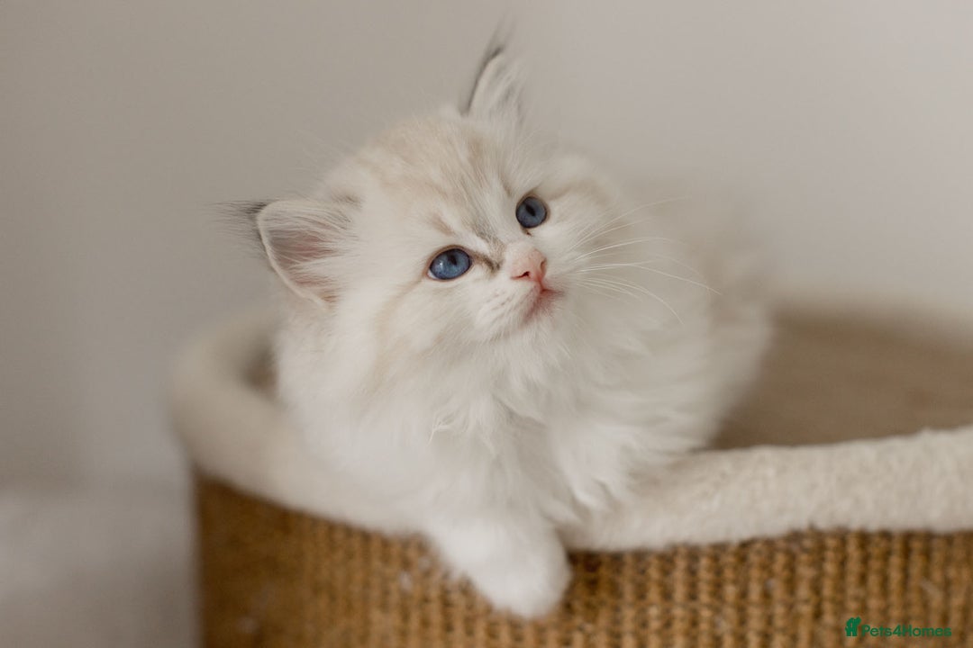 Ragdoll cats for sale: Amazing Ragdoll kittens - Image 23