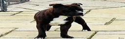 Staffordshire Bull Terrier dogs for sale: KC Reg/DNA Clear Brindle Staffordshire Puppies. - Advert 34