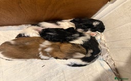 Shih Tzu dogs for sale: 3 beautiful shih tzus for sale  - Advert 17
