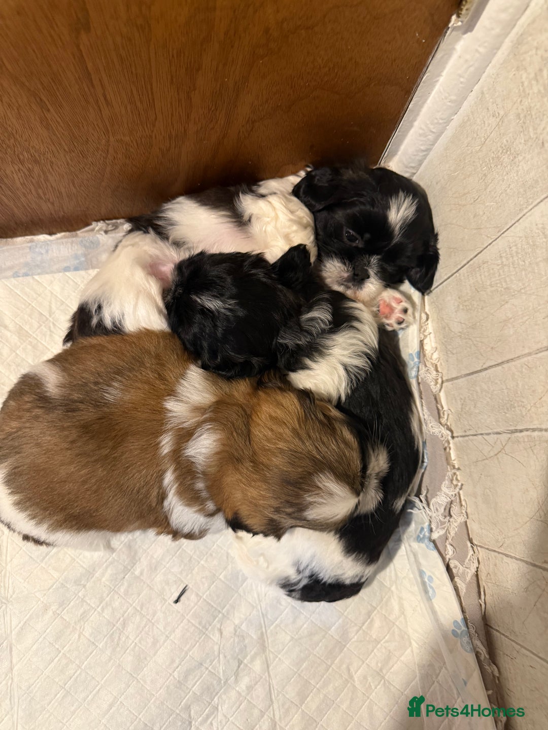 Shih Tzu dogs for sale: 3 beautiful shih tzus for sale  - Advert 17