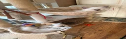 Ragdoll cats for sale: Beautiful blue point radgdoll kittens  - Advert 7