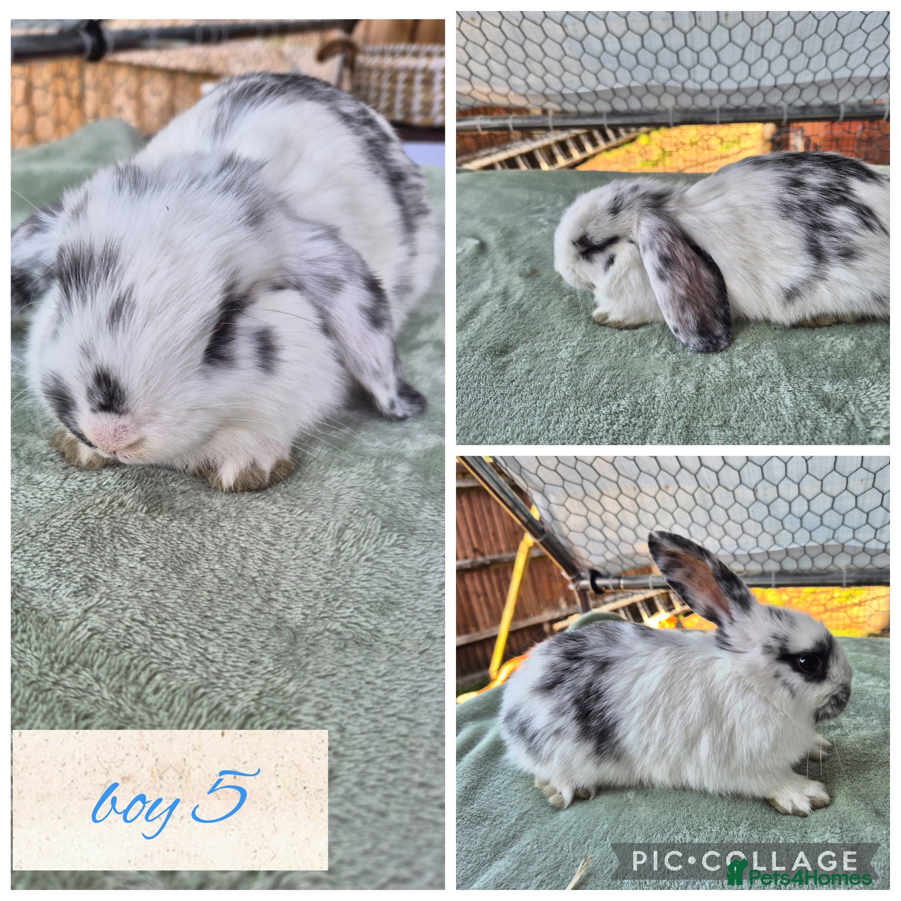 Mini Lop rabbits ❤️🐇 stunning mini lops 🐇💙 Ready to be reserved - Advert 1