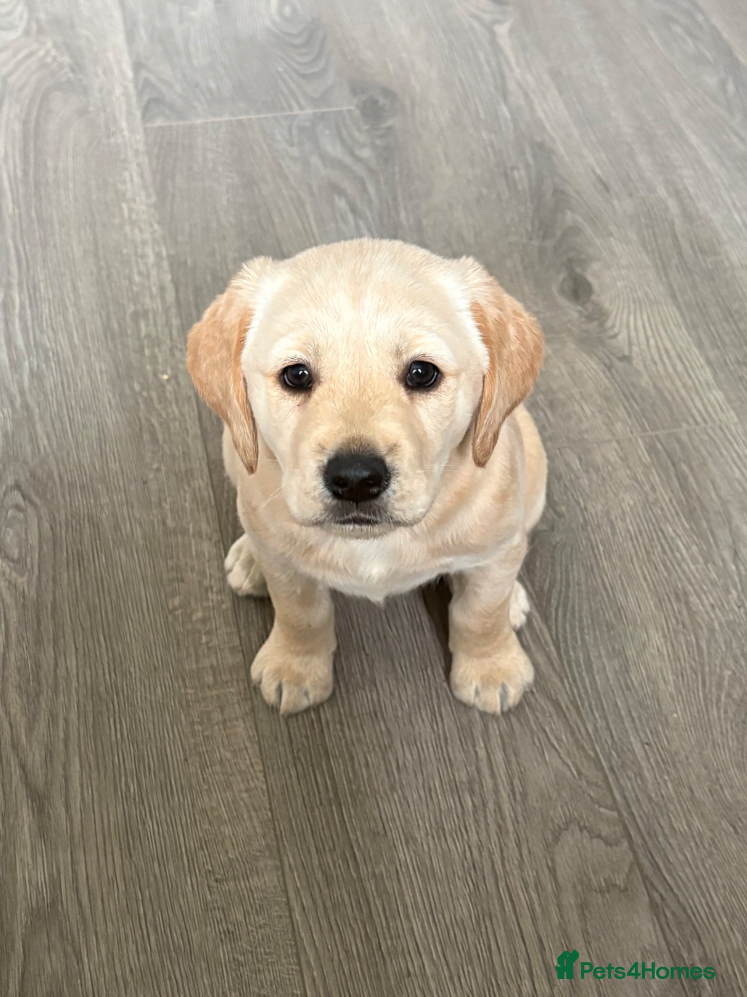 Goldador dogs Beautiful little Winnie - Advert 6