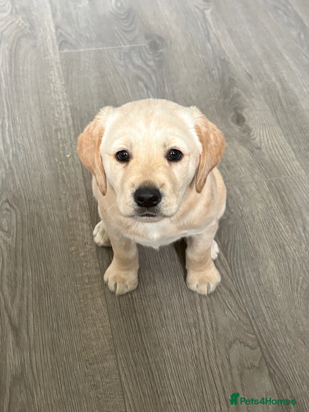 Goldador dogs for sale: Beautiful little Winnie - Advert 1
