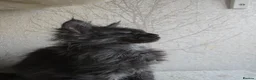 Maine Coon cats for sale: READY NOW Black Smoke Maine Coon Kitten - Advert 8