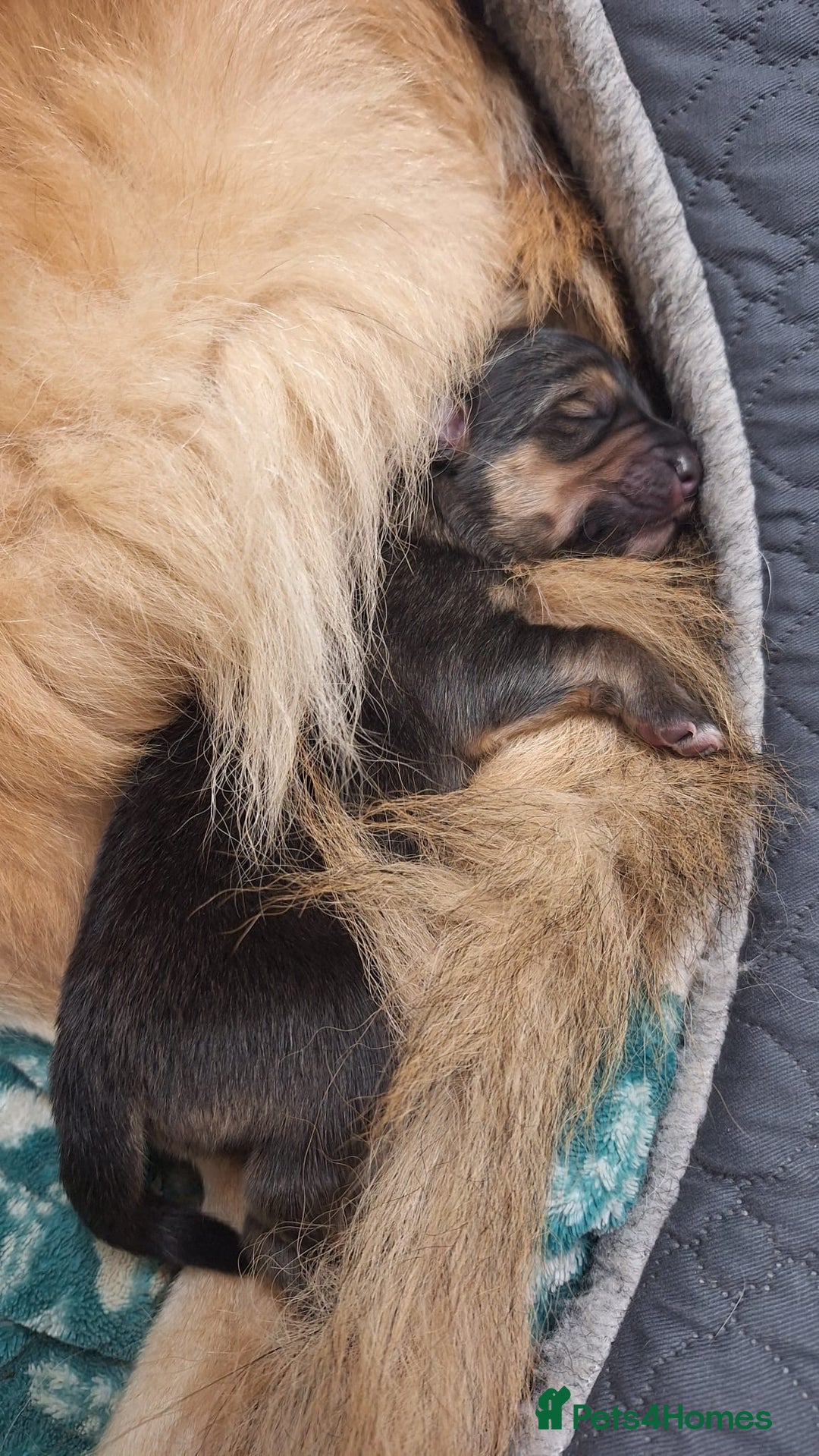 Mixed Breed dogs for sale: Shollie Pup - Advert 3