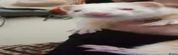 Ferret rodents for sale: 2 Ferrets for sale  in Slough - Advert 3