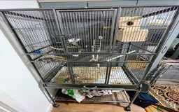 Lovebirds birds for sale: Healthy Lovebirds Pair with Cage for Sale. - Image 4