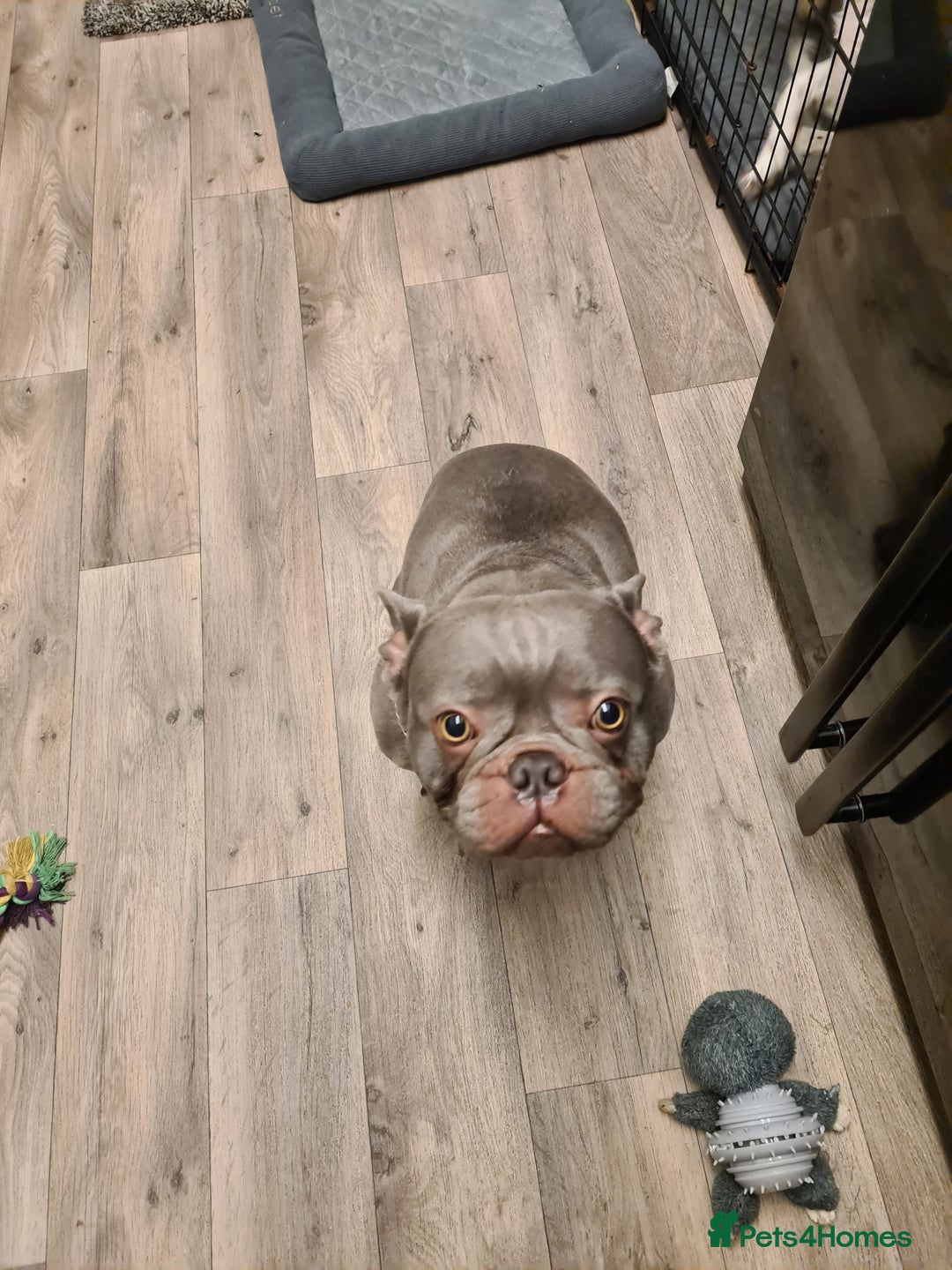French Bulldog dogs for stud: Male lilac French bulldog for stud. Kc registered - Advert 4