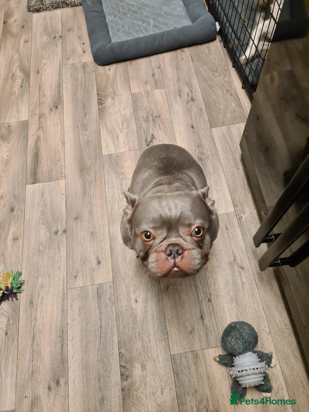 French Bulldog dogs for stud: Male lilac French bulldog for stud. Kc registered - Advert 4