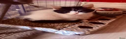 Mixed Breed cats for sale: Calico x Seal point ragdoll - Advert 4