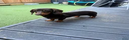 Miniature Dachshund dogs for sale: Miniature dachshund  in Hounslow - Advert 1