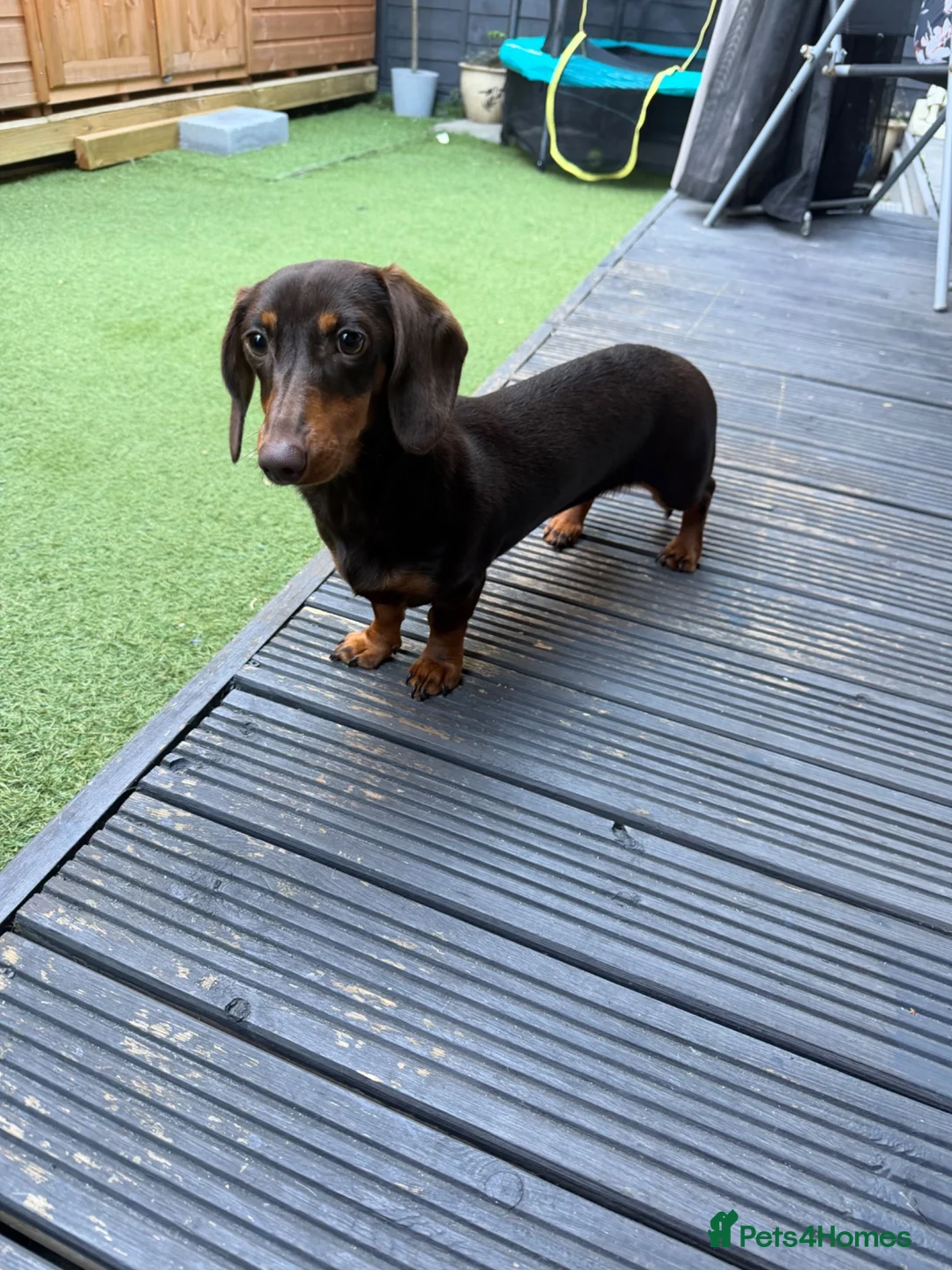 Miniature Dachshund dogs for sale: Miniature dachshund  in Hounslow - Advert 1