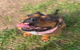 Mixed Breed dogs for sale: Pocket Bully Cross - Image 1