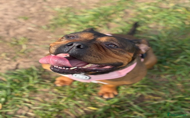 Mixed Breed dogs - Advert 1